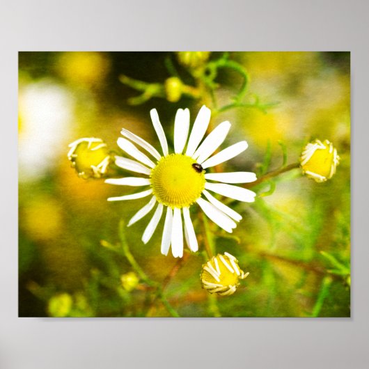 Poster Gelber Traum der Natur (Devant)