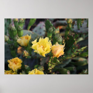 Poster Gele Cactus Flowers