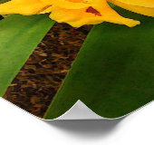 Poster: Gele orchidee-groep Poster (Hoek)