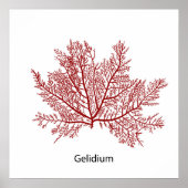 Poster Gelidium algue dessinée à la main (Devant)