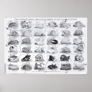 Poster Genera of Shells jigsaw, pub. par W. Edwards