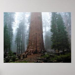 Poster Général Sherman Tree, Sequoia, CA