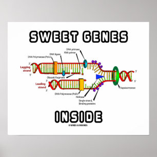 Poster Gènes doux dans l'Humour de réplication de l'ADN