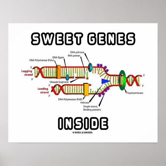 Poster Gènes doux dans l'Humour de réplication de l'ADN (Devant)