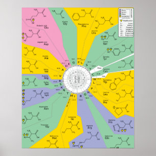 Poster GeneticCode acides aminés codons