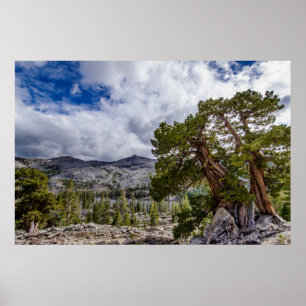 Poster Genévrier de la Sierra et arbres à feuilles persis