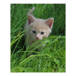 Poster Gentillesse