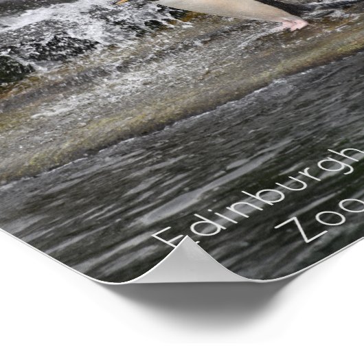 Poster Gentoo Penguin & Friends Edinburgh Zoo Écosse (Coin)