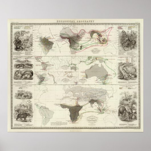 Poster Géographie zoologique (Devant)