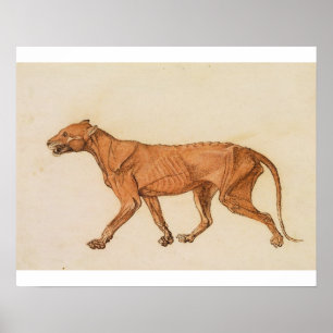 Poster George Stubbs Tigre, Vue latérale, Peau retirée,