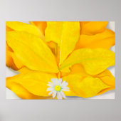 Poster georgia o'keeffe (Devant)