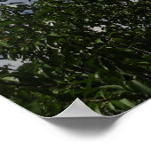 Poster Georgia Peach Tree Fluffy White Nuages (Coin)