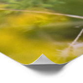 Poster Geothlypis trichas) mâle, (Coin)