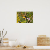 Poster Geothlypis trichas) mâle, (Cuisine)