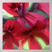 Poster Géranium peint (Devant)