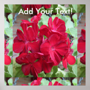 Poster Geranium Plant Red Floral
