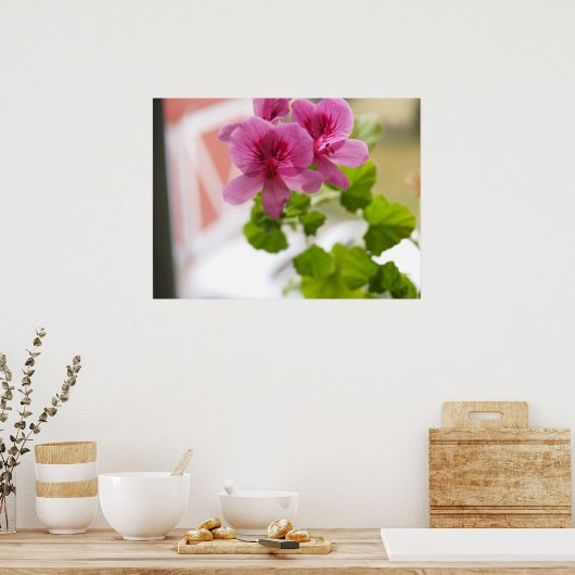 Poster Geraniums (Cuisine)