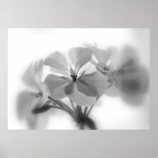 Poster Geraniums en noir et blanc