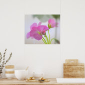 Poster Geraniums roses (Cuisine)