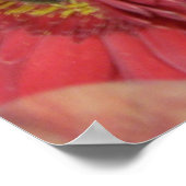 Poster Gerber Daisies (Coin)