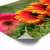 Poster Gerber Daisies (Coin)