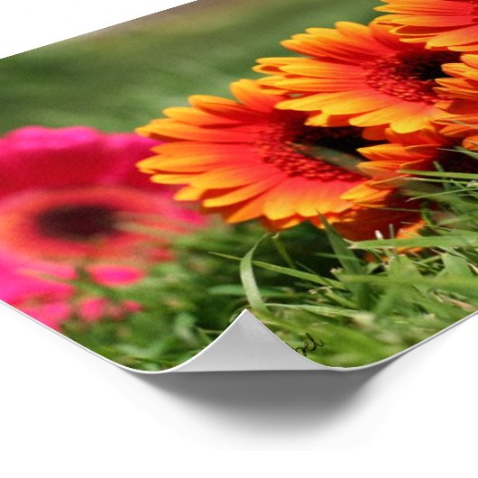 Poster Gerber Daisies (Coin)