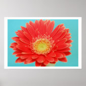 Poster Gerber Daisy (Devant)