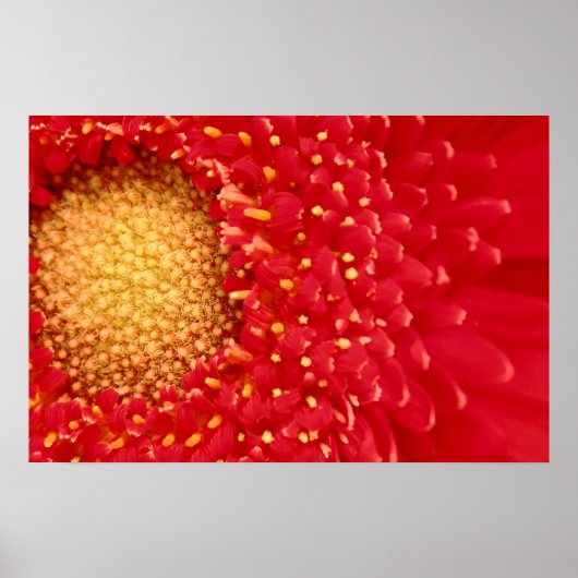 Poster Gerber Daisy (Devant)