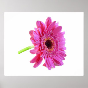 Poster Gerber Daisy Imprimer