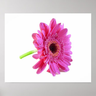 Poster Gerber Daisy Imprimer