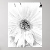 Poster Gerber Daisy Upclose (Devant)