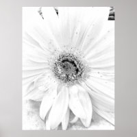 Gerber Daisy Upclose