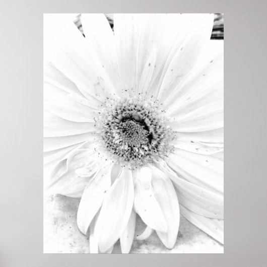 Poster Gerber Daisy Upclose (Devant)