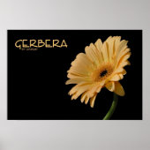 Poster Gerbera (Devant)