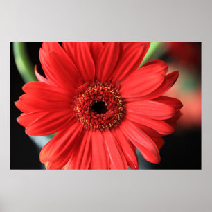 Poster Gerbera