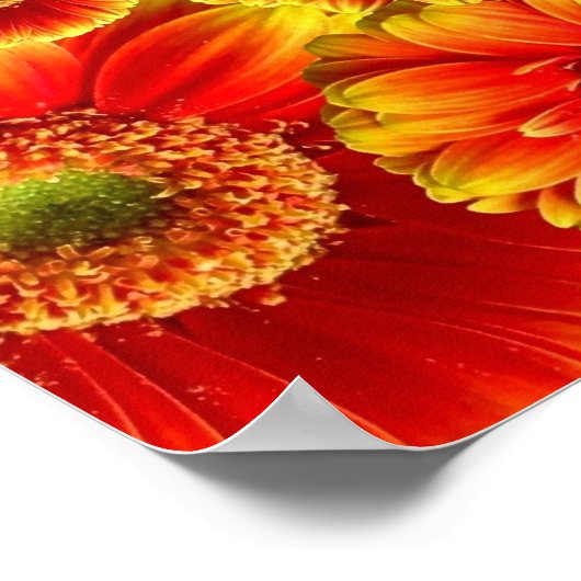 Poster Gerbera Daisies (Coin)