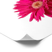 Poster Gerbera Daisies (Coin)