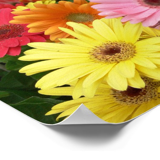 Poster Gerbera Daisy (Coin)