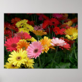 Poster Gerbera Daisy (Devant)