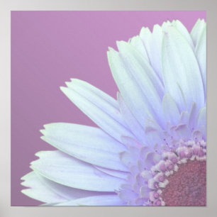 Poster Gerbera Daisy