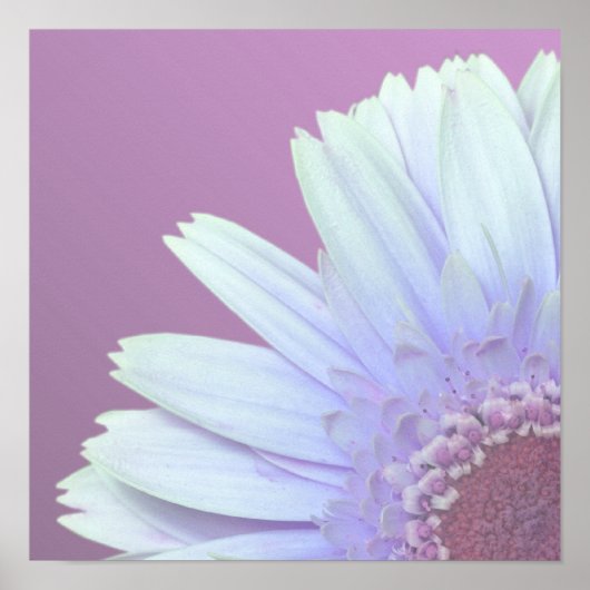 Poster Gerbera Daisy (Devant)