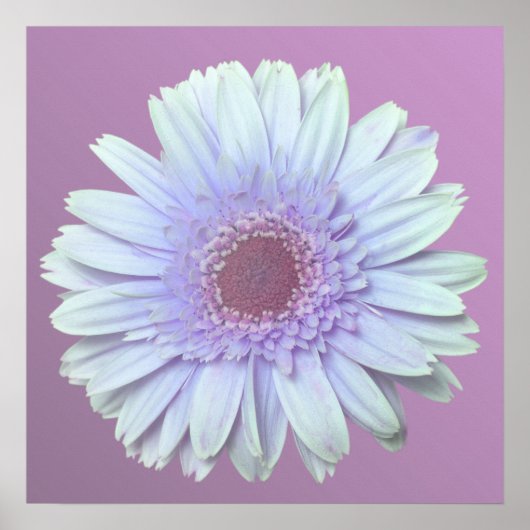 Poster Gerbera Daisy (Devant)