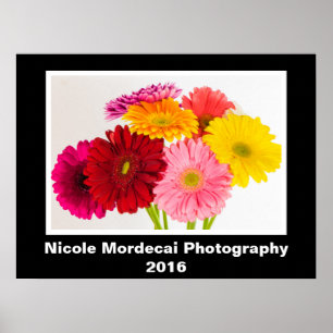 Poster Gerbera Daisy