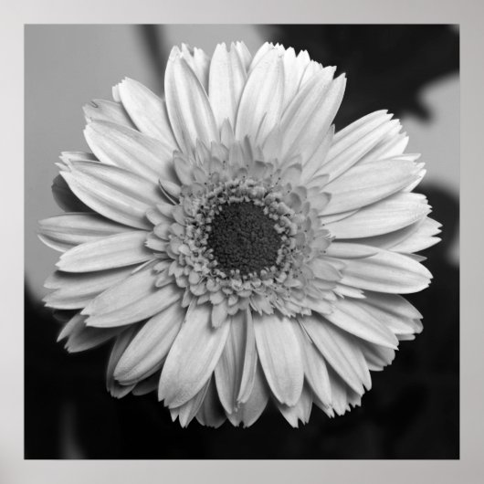 Poster Gerbera Daisy (Devant)