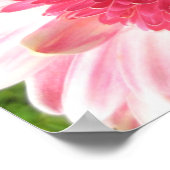 Poster Gerbera Daisy (Coin)