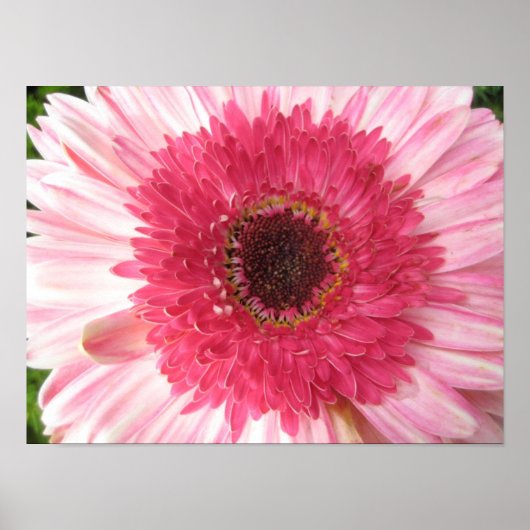 Poster Gerbera Daisy (Devant)