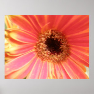 Poster Gerbera Daisy