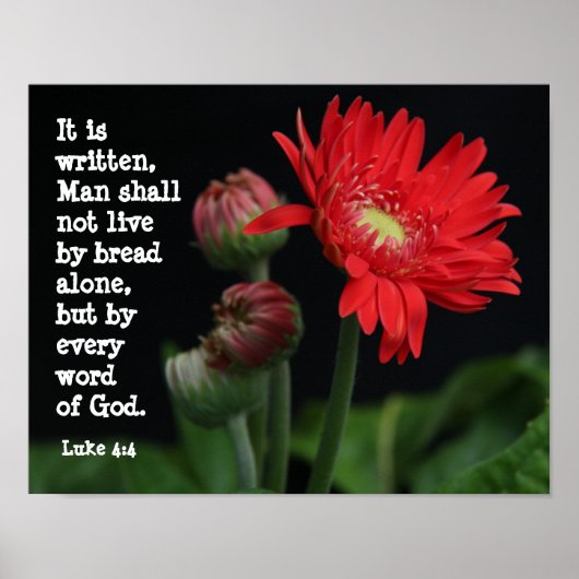 Poster Gerbera Daisy avec Verse des Écritures (Luc 4:4) (Devant)