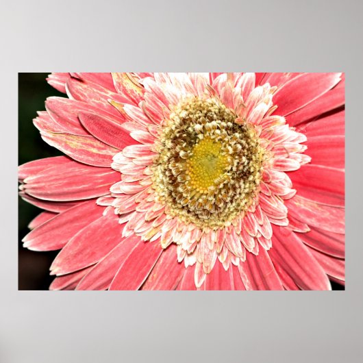 Poster Gerbera Daisy Poster, Version B (Devant)