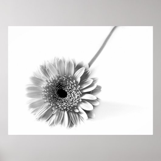 Poster Gerbera marguerite (Devant)